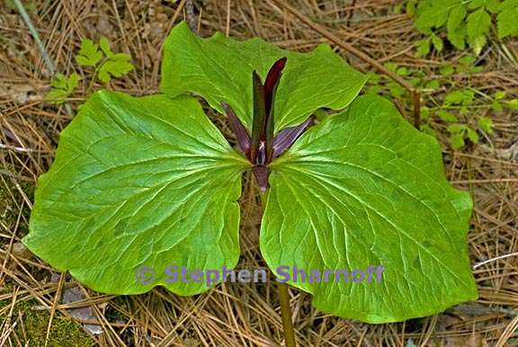 trillium angustipetalum 3 graphic